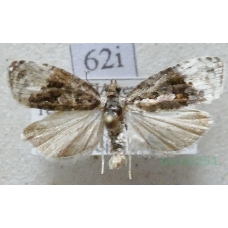 Apotomis capreana (Hübner, 1817) Czech62i